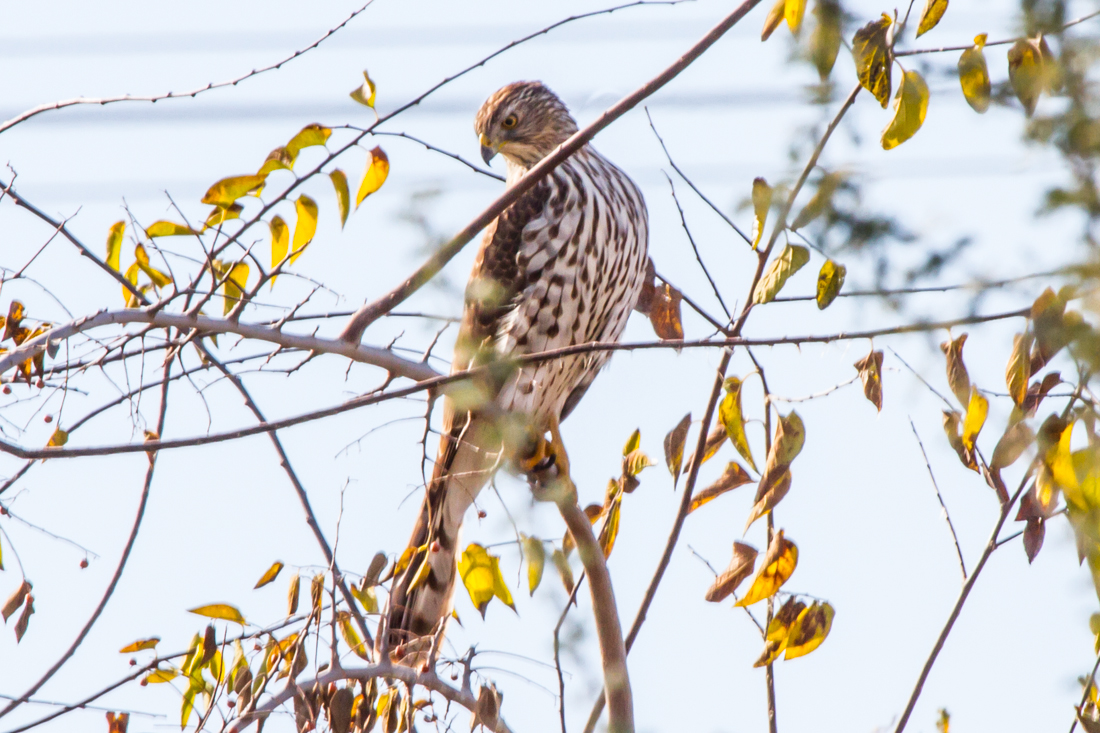 Cooper\'s Hawk