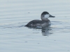 Ruddy Duck