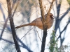 Abert's Towhee