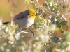 Verdin