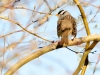 White-crowned Sparrow