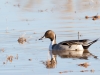 Northern Pintail