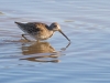 Long-billed Dowitcher