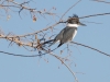 Belted Kingfisher