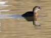 Pied-billed Grebe