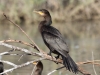 Double-crested Cormorant