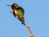 Anna's Hummingbird