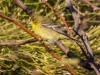 Lesser Goldfinch