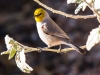 Verdin