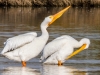 American White Pelican