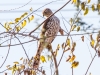 Cooper's Hawk