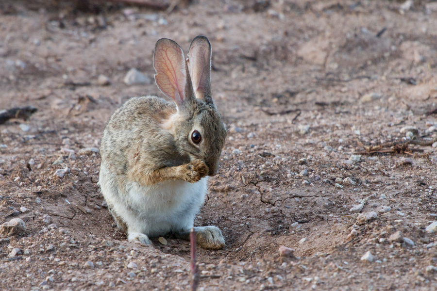 Jack Rabbit