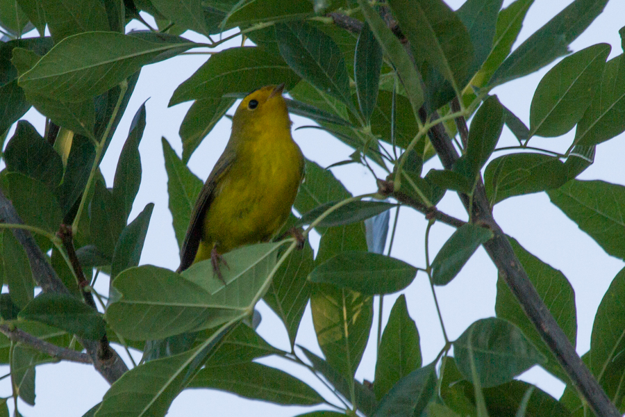 Wilson\'s Warbler