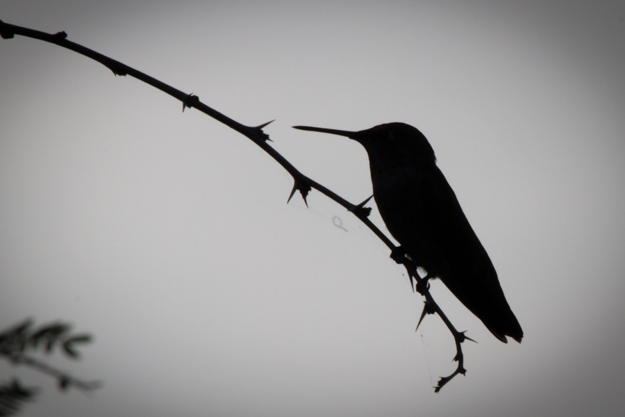 Anna\'s Hummingbird