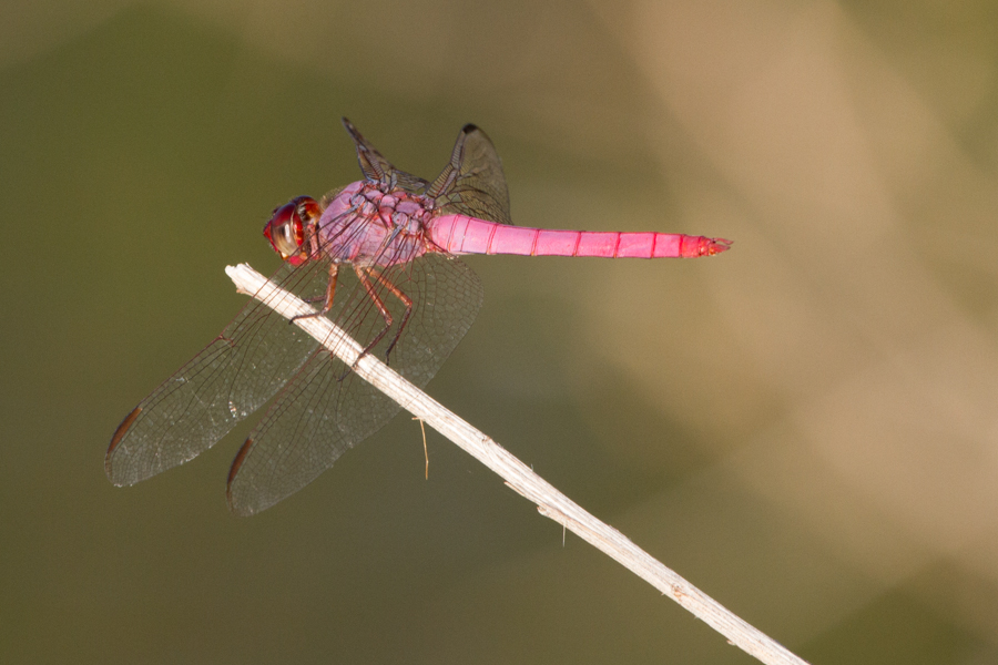 Roseate Skimmer