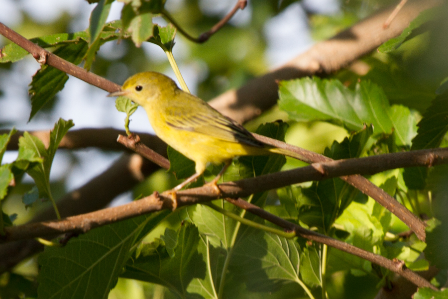 Yellow Warbler