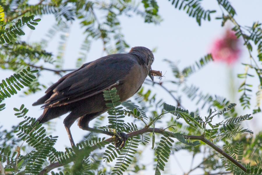 Great-tailed Grackle