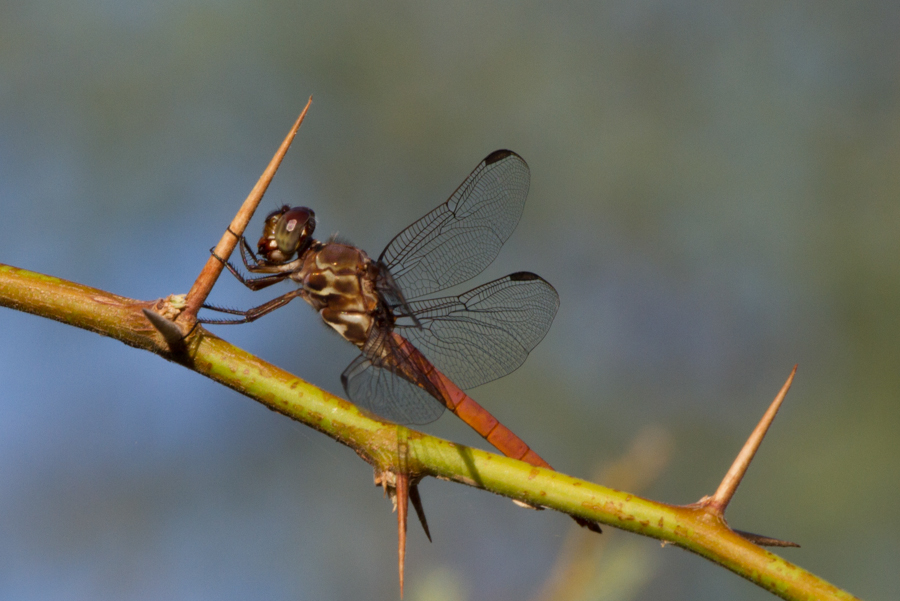 Flame Skimmer