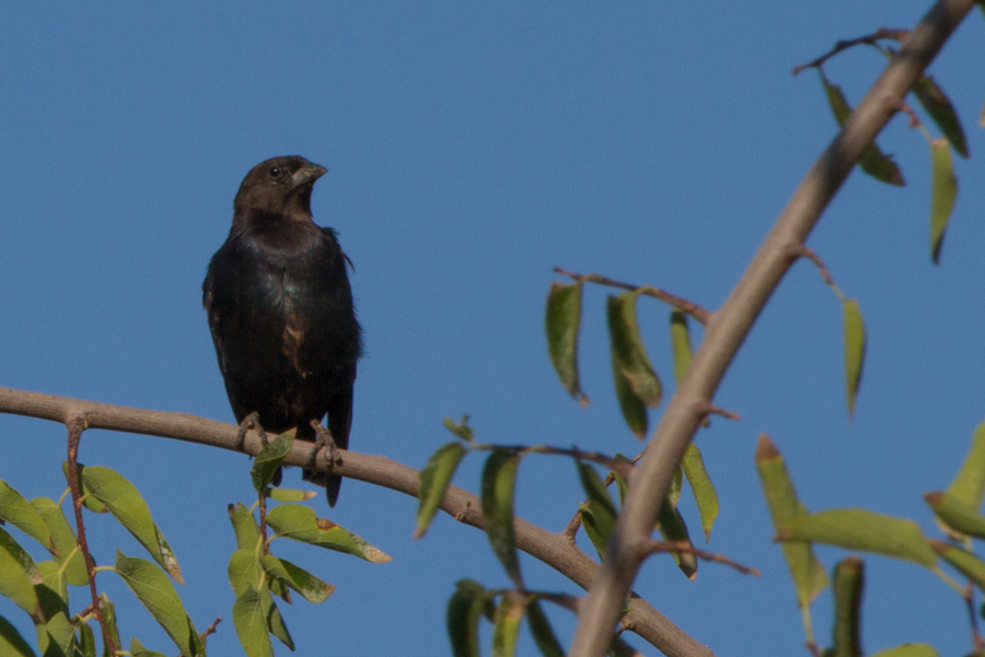 Brown-headed Cowbird