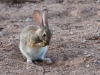 Jack Rabbit