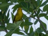 Wilson's Warbler