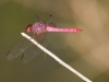 Roseate Skimmer