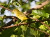 Yellow Warbler