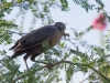 Great-tailed Grackle