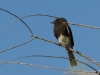 Black Phoebe