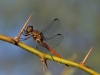 Flame Skimmer