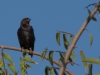 Brown-headed Cowbird