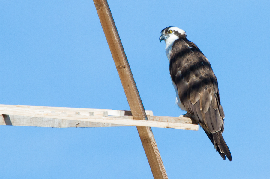 Osprey