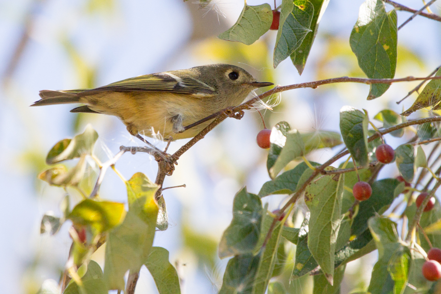 Ruby-crowned Kinglet