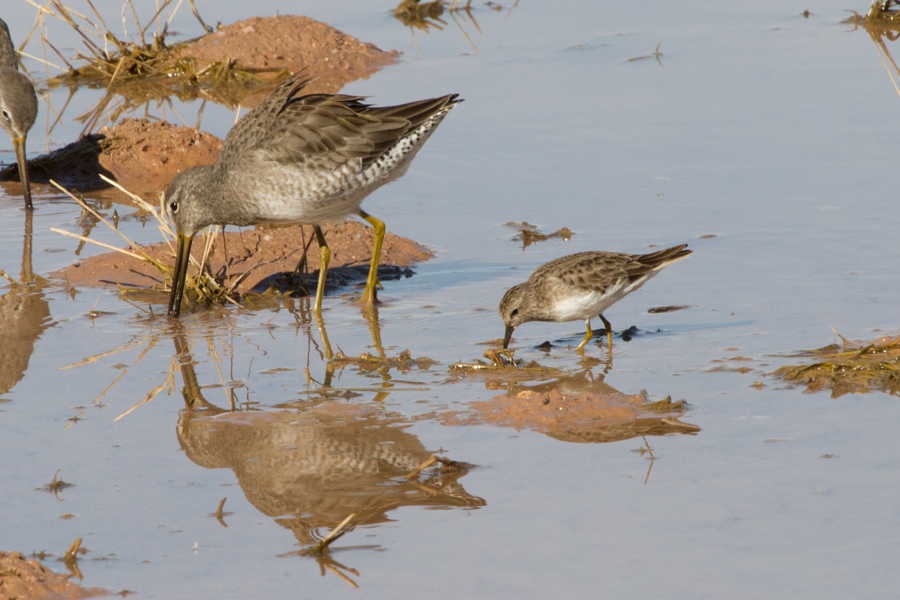 Long-billed Dowitcher and Least Sandpiper.