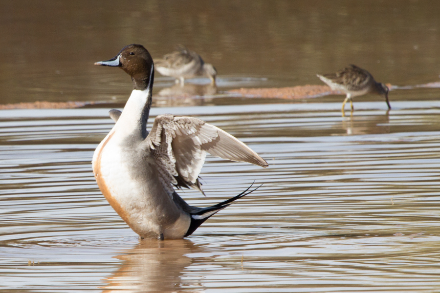 Northern Pintail