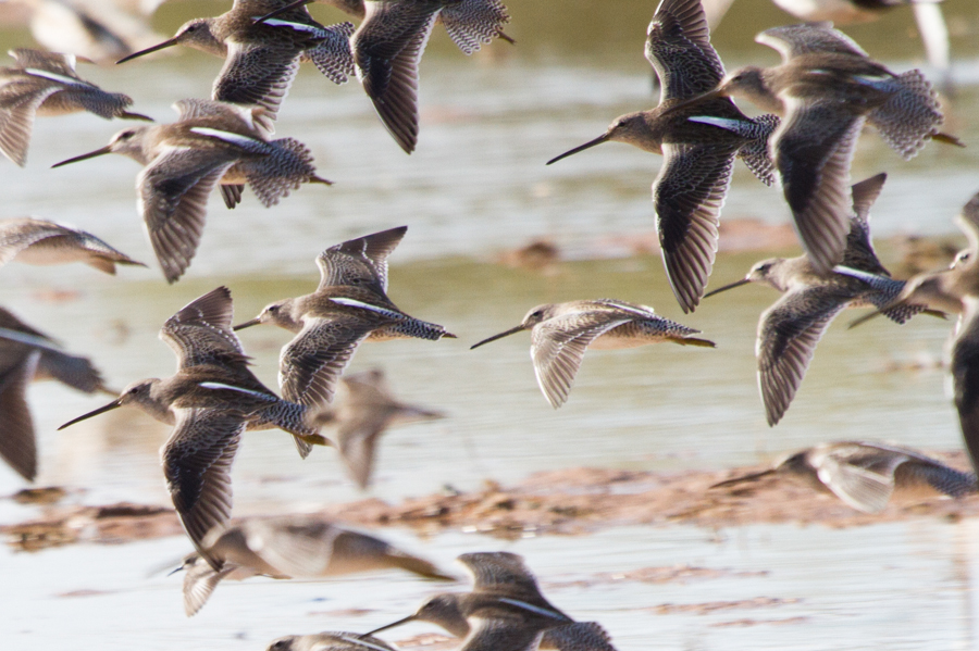 Long-billed Dowitcher