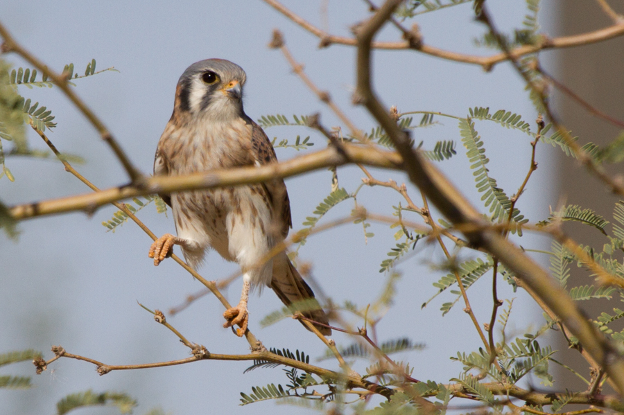 American Kestrel