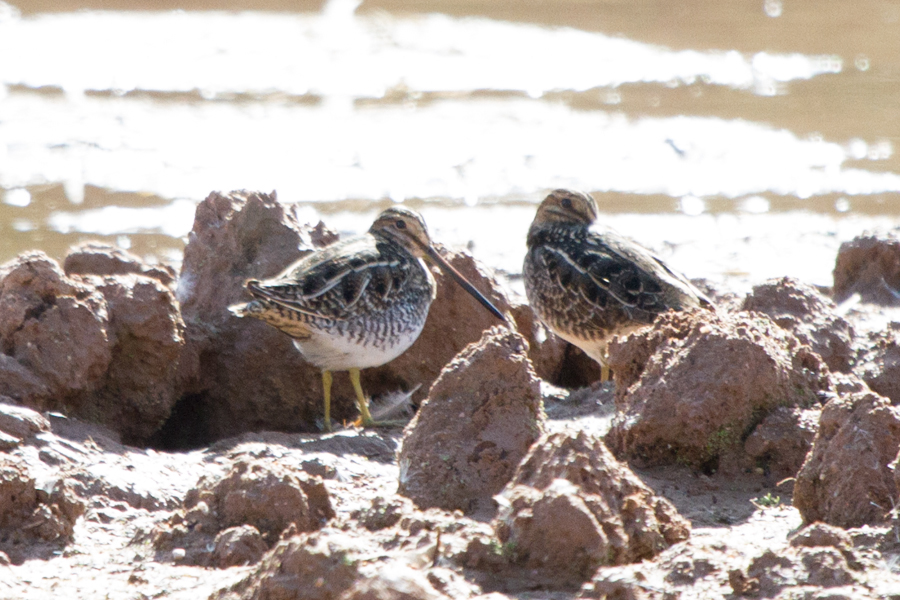 Wilson\'s Snipe