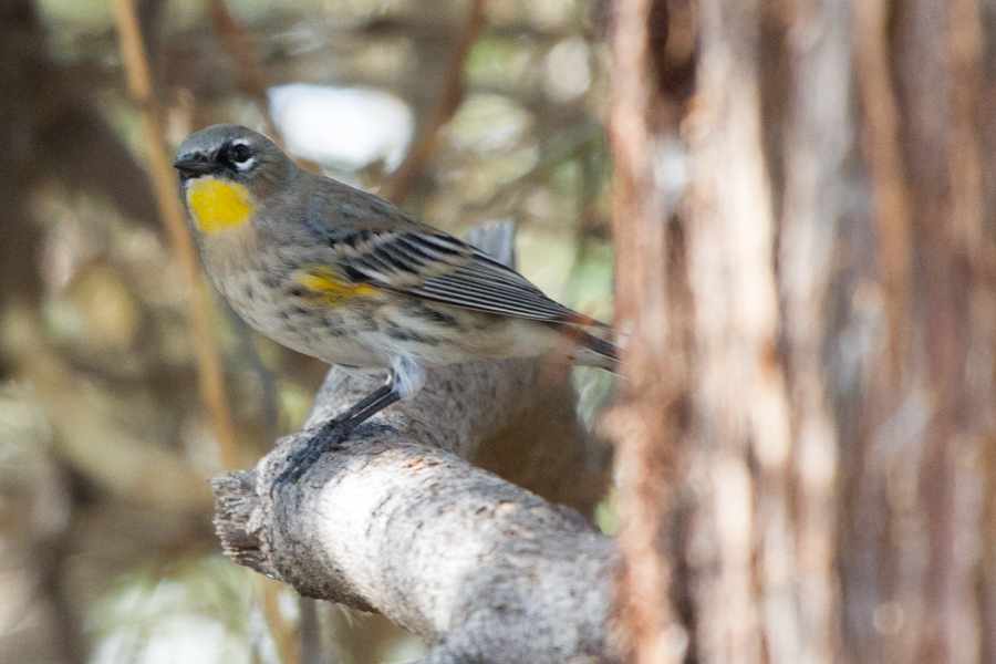 Yellow-rumped Warbler