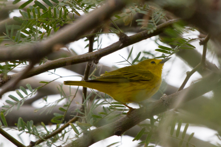 Yellow Warbler