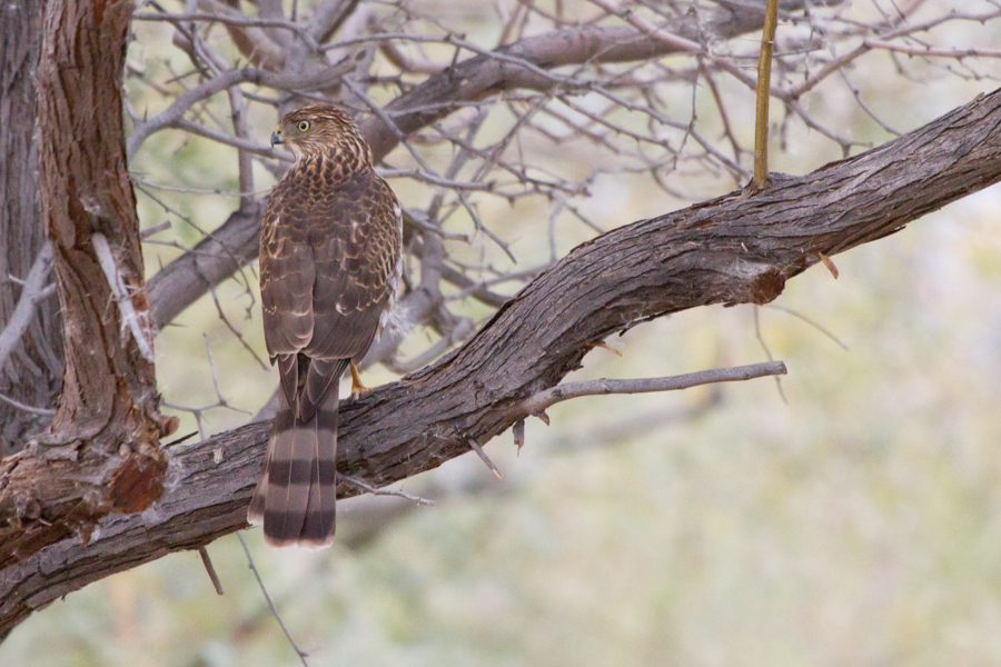 Sharp-shinned Hawk