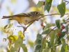 Ruby-crowned Kinglet