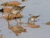 Long-billed Dowitcher and Least Sandpiper.