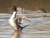 Northern Pintail