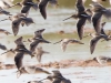 Long-billed Dowitcher