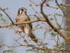 American Kestrel