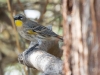 Yellow-rumped Warbler