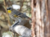 Yellow-rumped Warbler