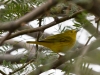 Yellow Warbler