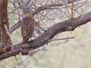 Sharp-shinned Hawk